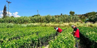 Hatay’da fidan üretim alanlarında hastalık kontrolleri yapıldı