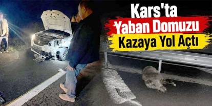 Kars'ta Yaban Domuzu Kazaya Yol Açtı