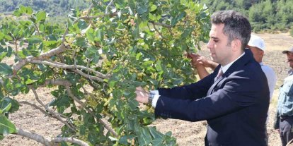 Selendi’nin ’Yeşil Altın’ın da hasat başladı