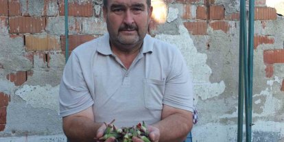 Burhaniye’de kınalı bamya ilgi gördü