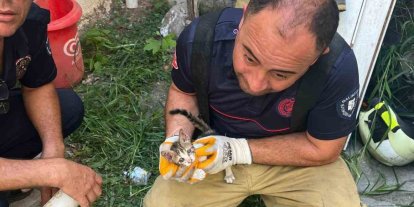 Erdek’te iki bina arasına sıkışan yavru kedi kurtarıldı