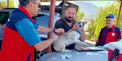 Çay’da evcil hayvanlara kimliklendirme ve kuduz aşısı yapıldı