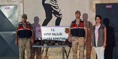 Hatay’da 7 arı şahini avlayan şahsa ceza yağdı