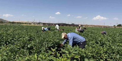 Gaziantep’te dolmalık patlıcan hasadı başladı