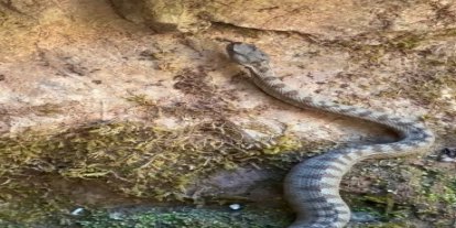 Kastamonu’da boynuzlu engerek yılanı görüldü