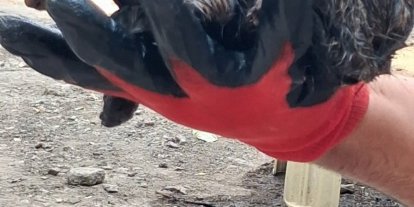 Ağrı’da ziftin içine giren yavru kedi ölümden döndü