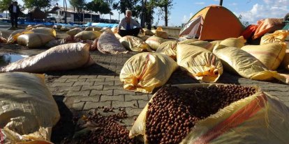 Giresun’da fındık kurutma telaşı yağmura takıldı
