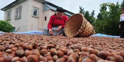 Düzce’den AB ülkelerine 7 bin 192 ton fındık ihraç edildi