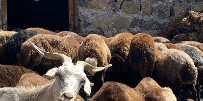Patnos’ta koyun sağımı mesaisi devam ediyor