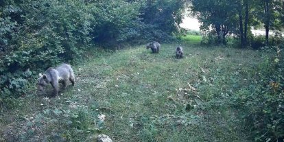 Bolu ormanlarında yaban hayvanları fotokapanlara yansıdı