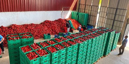 Kapya biber de bolluk fiyatları düşürdü