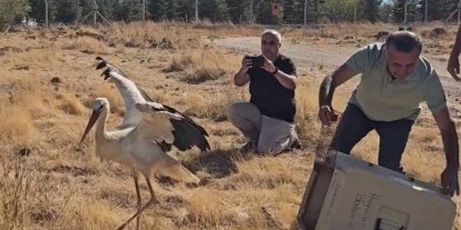 Ölen eşinin başında 5 gün boyunca bekleyen leylek tedavisinin ardından doğaya salındı