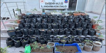 Jandarma saksılarda yetiştirilen 161 kök kenevir bitkisi ile esrar ele geçirdi