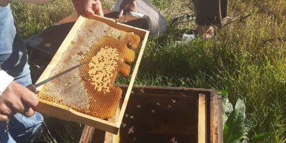 Kars’ta arıcılığa güç, üretime destek: Kovan başına 250 TL’ye kadar destek