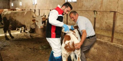 Erzincan’da hayvanları kenelere karşı korumak için ilaçlama başladı