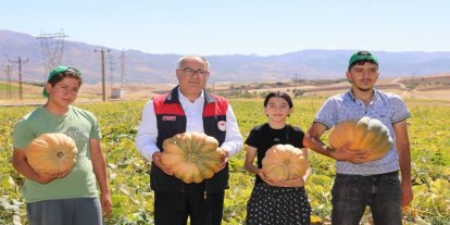 Elazığ’da kabak hasadı başladı: 4 bin tonun üzerinde rekolte bekleniyor