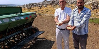 Araban sarımsağında zambak anaç tohum dönemi başlıyor