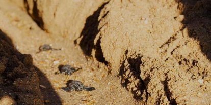 Didim’de Caretta caretta yuvasından 82 yavru denize ulaştı