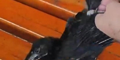 Ayağına misina ve ip dolanan karga kurtarıldı
