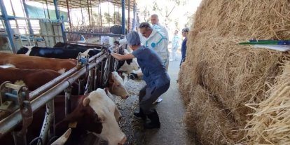 Aydın’da sonbahar şap aşısı kampanyası başladı