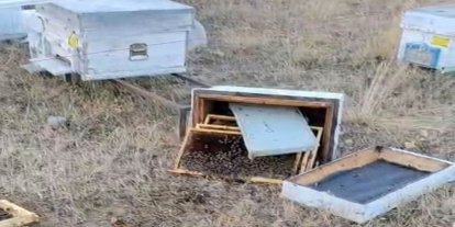 Ayılar arı kovanlarını parçaladı