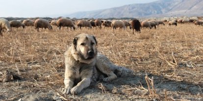 Kurtlarla mücadelede sürünün en büyük güvencesi çoban köpekleri