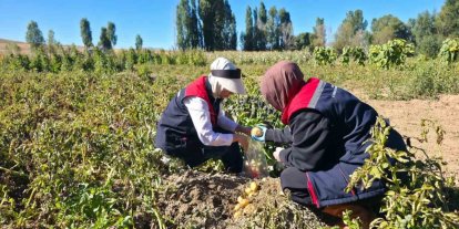 Patates tarlalarında pestisit denetimi yapıldı