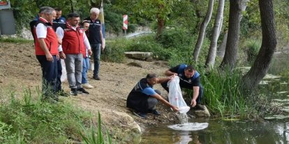 Ordu’daki göl ve göletlere 80 bin yavru sazan bırakıldı