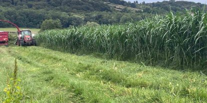Sinop’ta maralfalfa üretiminde ilk hasat yapıldı