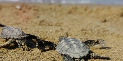 Kuşadası’nda sürpriz caretta caretta çıkışı