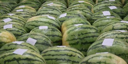Diyarbakır’ın devasa karpuzları yarışma için özenle muhafaza ediliyor