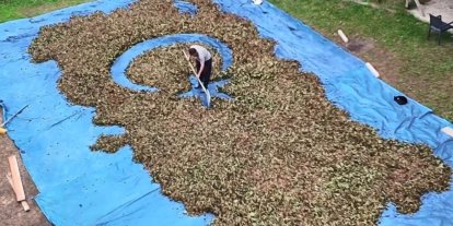 Fındık harmanında sıra dışı sanat: Fındıklarla Türkiye haritası ve bayrağı çiziyor