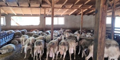 Ahırda başlayan hayalini çocuklarına miras bırakmak istiyor