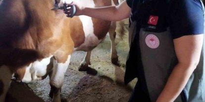 Afyonkarahisar’da şap hastalığıyla mücadele sürüyor