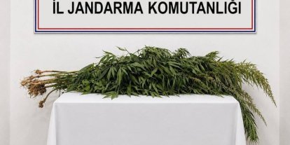 İkametlerde yapılan aramalarda 30 kök uyuşturucu ele geçirildi