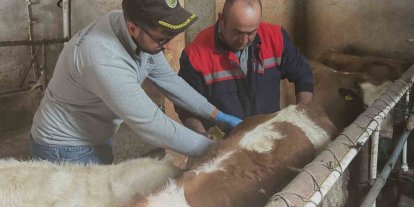 Aydıntepe’de büyükbaş hayvanlara şap aşılaması sürüyor