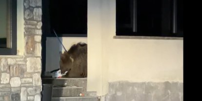 Ayı avluya girdi, vatandaş araçta mahsur kaldı: Sarıkamış’ta "kim önce çıkacak" bekleyişi