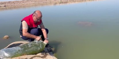 İdil’de Dirsekli göletine 100 bin yavru sazan bırakıldı