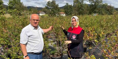 Gümüşova’da Yaban Mersini ve Aronya üretimi için yeni adım