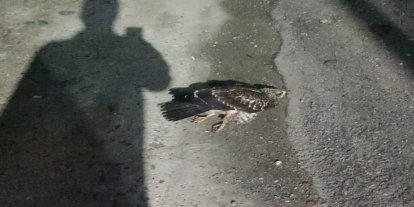 Sinop’ta yaralı bulunan doğan tedavi altına alındı