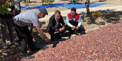 Güney’de toplanan Antep fıstıkları üreticinin yüzünü güldürüyor