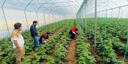 Cizre’de çiftçilere sera denetimi ve eğitimi