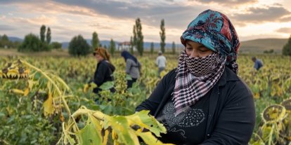 Çayırlı’da ayçiçeği tarlalarında hasat mesaisi