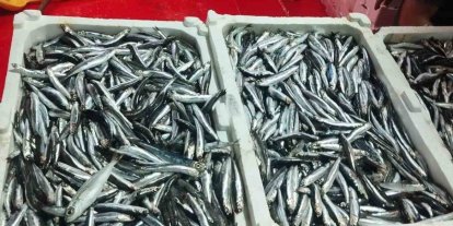 Didim’de hamsi denetimi sürüyor