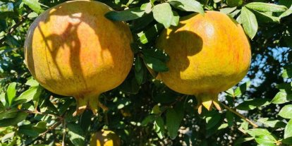 Salihli’de Akdeniz Meyve Sineği uyarısı