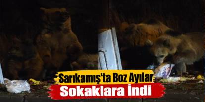 Kars’ta "Kış kapıda, ayılar sokaklarda"