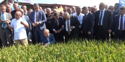 Bafra’da Türkiye’nin ilk çeltik ağası seçildi