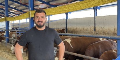 Kamyona binmek istemeyen dana firar etti, güçlükle yakalayabildiler