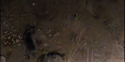 Tunceli’de anne ayı ve 3 yavru görüntülendi