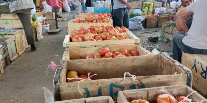 Çüngüş’te organik domates hasadı başladı
